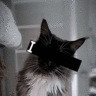 IamPTZcat