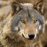 RipperWolf